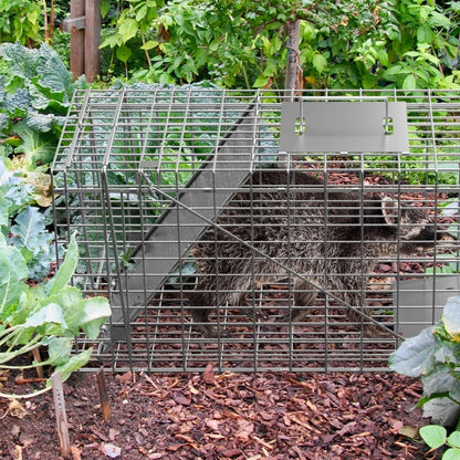 Live Animal Cage Trap 32" X 12.5" X 12" Humane Rodent Raccoon Cage w/Iron Door